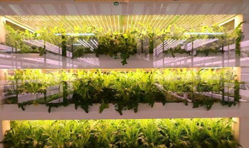 國內(nèi)首個 植物工廠 建成,不曬太陽無需土壤,1年就能收10茬