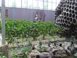 陽光房 溫室陽光房 溫室陽光房介紹