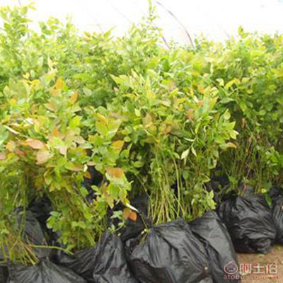 【雙優園藝場苗木基地專業種植藍莓苗兔眼藍莓苗藍豐藍莓苗適合北方種植】泰安開發區雙優園藝場 - 產品庫
