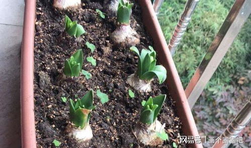 家庭園藝 栽種1盆風信子,需要具備什么條件才能花開錦繡