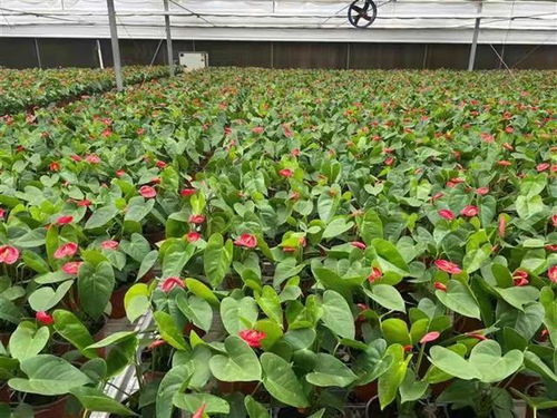 武漢實施蔬菜花卉種苗工廠生產標準化試點