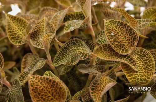 老洪劃重點 植物工廠能為我們帶來什么