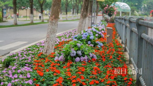 觀奇花,學園藝 上千種花卉怒放世界花園大會
