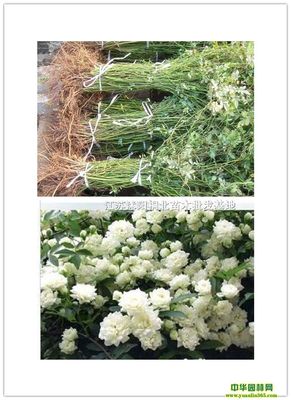 供應無刺薔薇、藤本月季、玫瑰、波斯菊