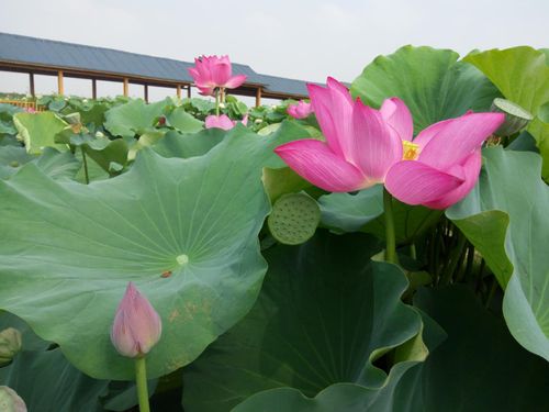 荷花帶出大產業 農民走上致富路