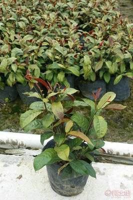 【紅背桂種植基地銷售質優價廉哪里有】龍海市東泗興輝園藝場 - 產品庫