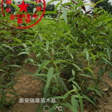 泰安開發區瑞康苗木園藝場 供應產品