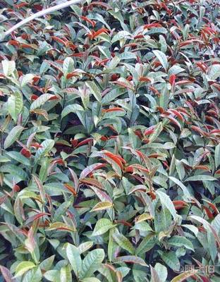 【紅背桂種植基地銷售質優價廉哪里有】龍海市東泗興輝園藝場 - 產品庫